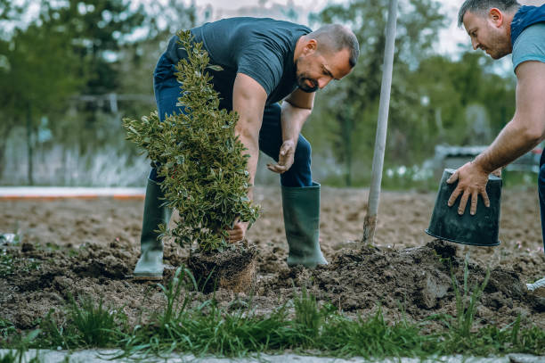 Best Emergency Tree Removal  in Sarasota, FL