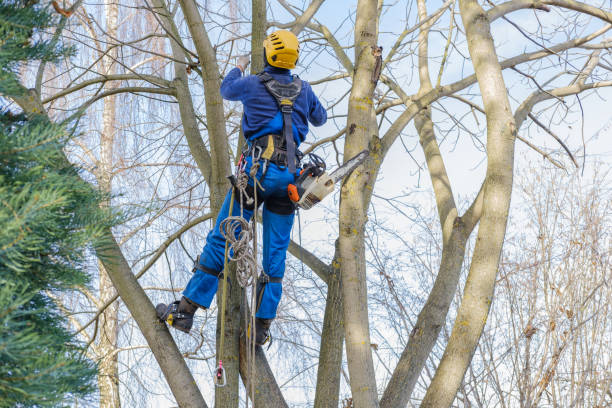 How Our Tree Care Process Works  in  Sarasota, FL